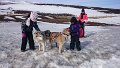 Dog sledding (31)